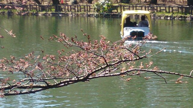 ２０１５　井の頭公園　桜情報①　_e0212073_10363015.jpg