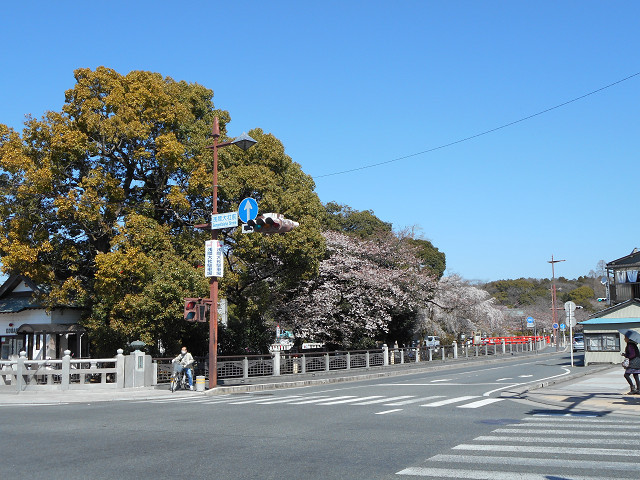 富士宮　浅間大社の桜風景_c0311276_20263053.jpg