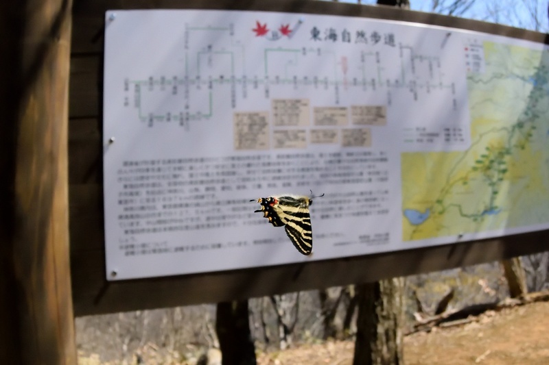 神奈川のギフチョウ（2015/3/26）_f0031682_20081617.jpg