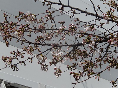 a0185783_1136282.jpg