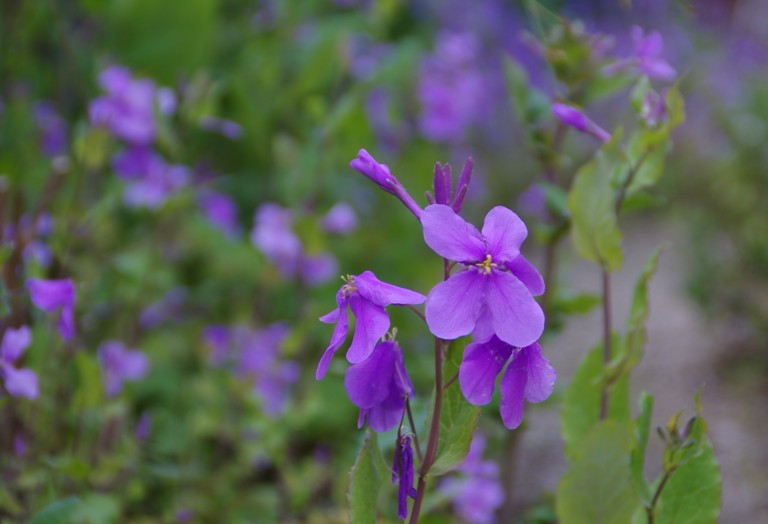 紫の春 ムラサキハナナ ムスカリ 寧楽悠々自然流