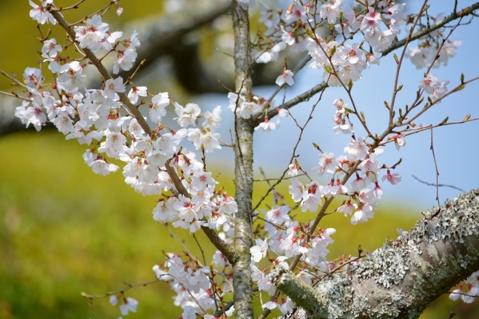 春の四季桜_c0265095_16330282.jpg