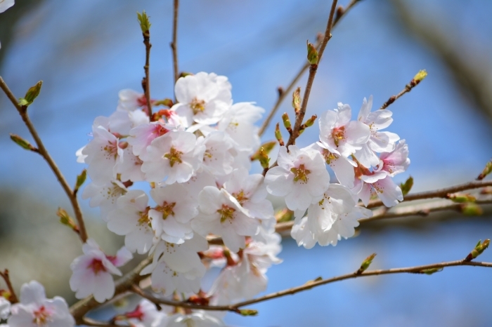 春の四季桜_c0265095_16330936.jpg