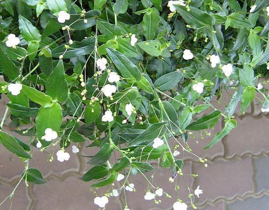 ブライダルベール 乙女座宮 ブライダルベール 乙女座宮