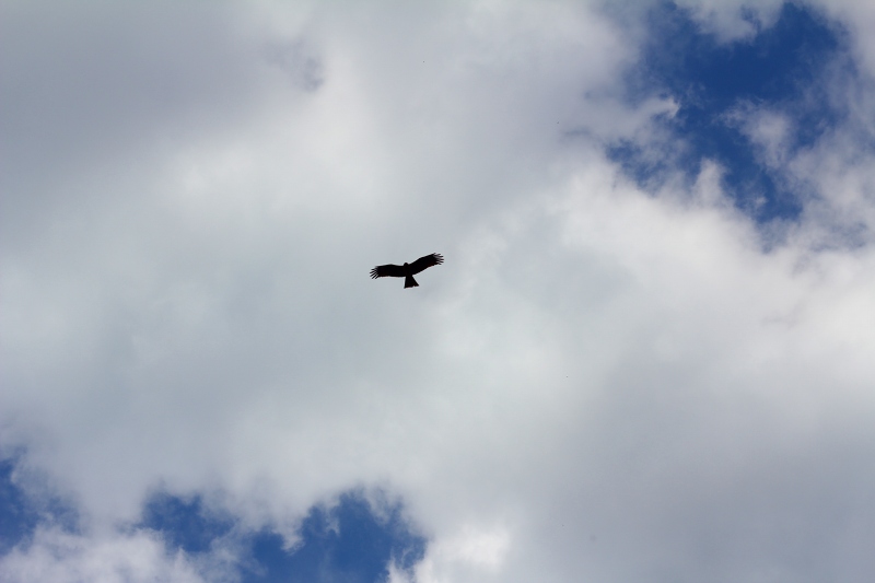 c0204298_20593289.jpg