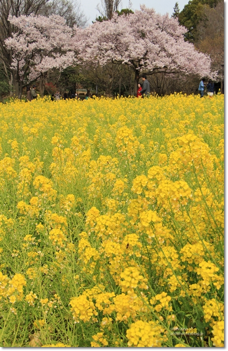 満開の桜と菜の花♪　@蘆花恒春園_f0179404_21191241.jpg