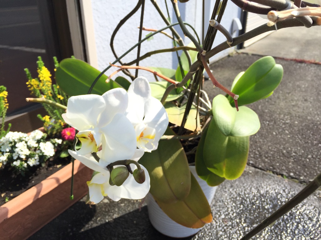 蘭が咲いた_e0238112_15344333.jpg