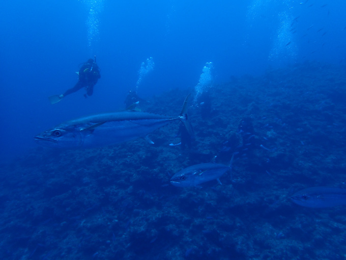 海の宝石と特大イソマグロ！_a0337713_17454098.jpg