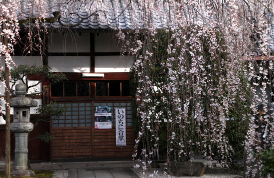 本満寺　２０１５の桜5_e0048413_21282915.jpg