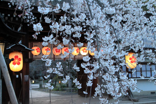 平野神社　魁さくら　２０１５桜だより6_e0048413_22101669.jpg