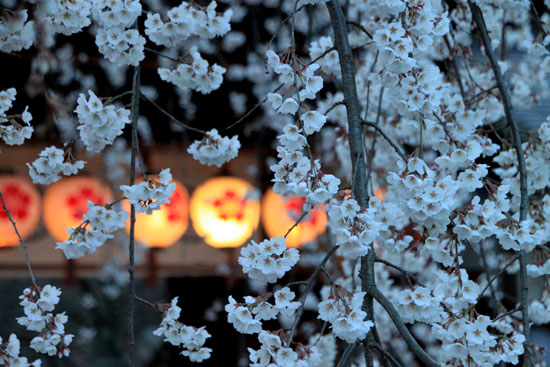 平野神社　魁さくら　２０１５桜だより6_e0048413_22102971.jpg