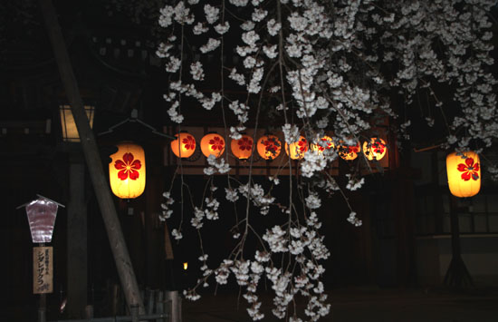 平野神社　魁さくら　２０１５桜だより6_e0048413_22104141.jpg