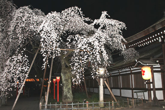 平野神社　魁さくら　２０１５桜だより6_e0048413_22111270.jpg