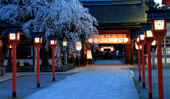 平野神社　魁さくら　２０１５桜だより6_e0048413_2294997.jpg