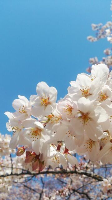 千鳥ヶ淵の桜　＊　薔薇のポンチキ（ドーナツ）_c0317717_21005132.jpg