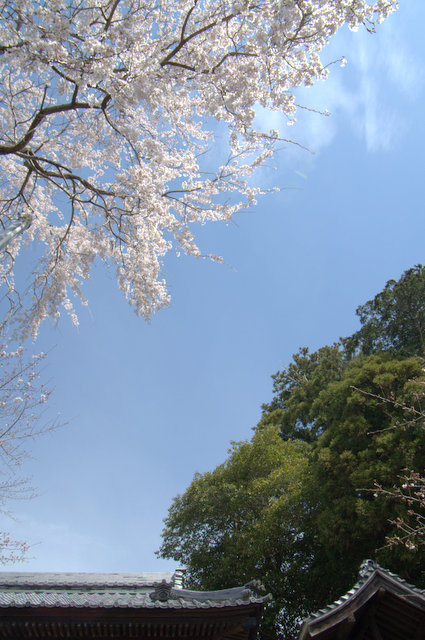 大日堂の枝垂桜_d0072720_11304829.jpg