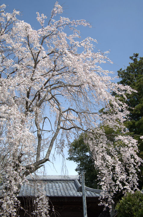 大日堂の枝垂桜_d0072720_12503741.jpg