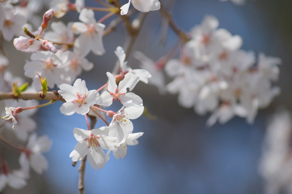 大日堂の枝垂桜_d0072720_15242334.jpg