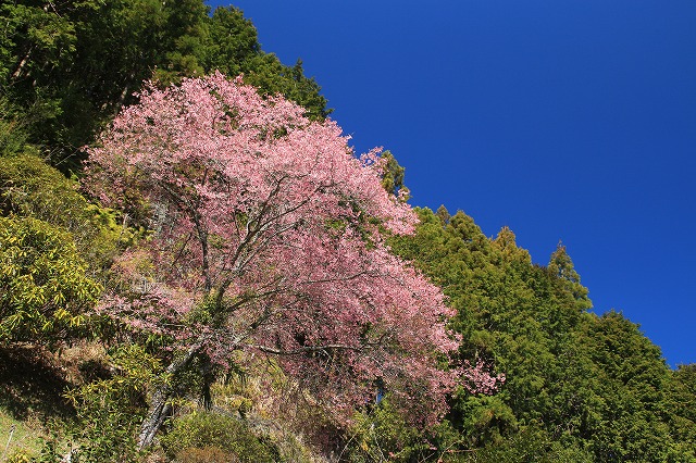 満開のしだれ桜　（その2）_e0321325_1418272.jpg