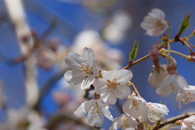 満開のしだれ桜　（その2）_e0321325_1422289.jpg