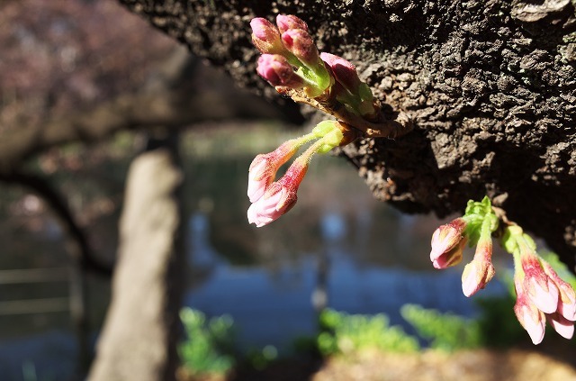 井の頭公園さくら日記 (4) #RICOH #GR #SILKYPIX #吉祥寺 #さくら #花見_a0009142_12220765.jpg