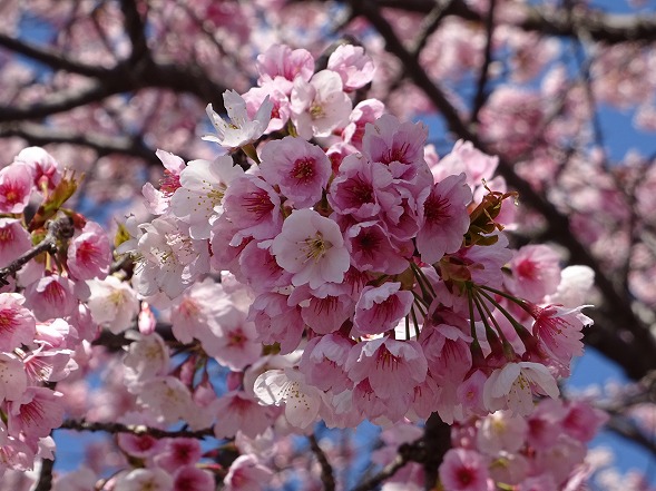 天理教本部の桜満開_b0299042_15131292.jpg