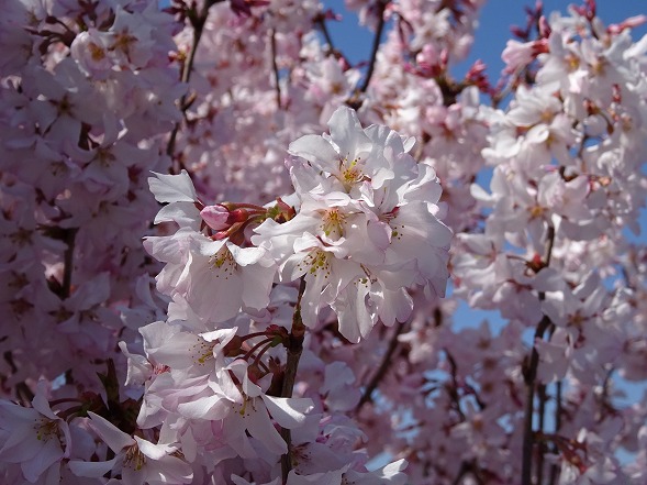 天理教本部の桜満開_b0299042_15143049.jpg