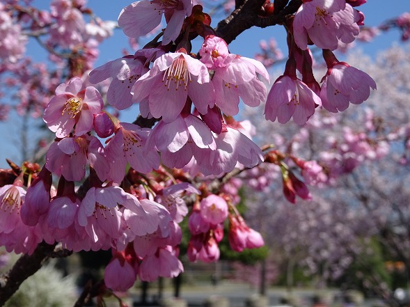 天理教本部の桜満開_b0299042_15153836.jpg