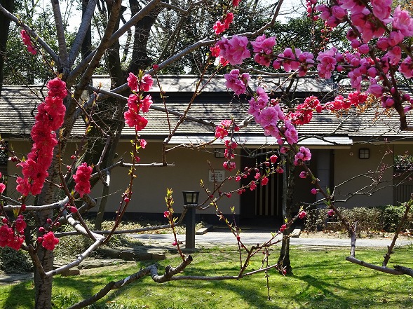 藤田邸跡公園の花桃_b0299042_19475240.jpg