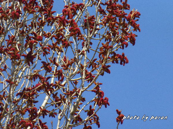 ポプラ の木に無数の花穂 雄花 がついています デジカメ散歩悠々 ポプラ の木に無数の花穂 雄花 がついています デジカメ散歩悠々