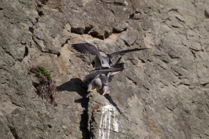 2015.3.28 猛禽も恋の季節・江ノ島・ハヤブサ（The bird of prey is a season of the love, too）_c0269342_19500450.jpg