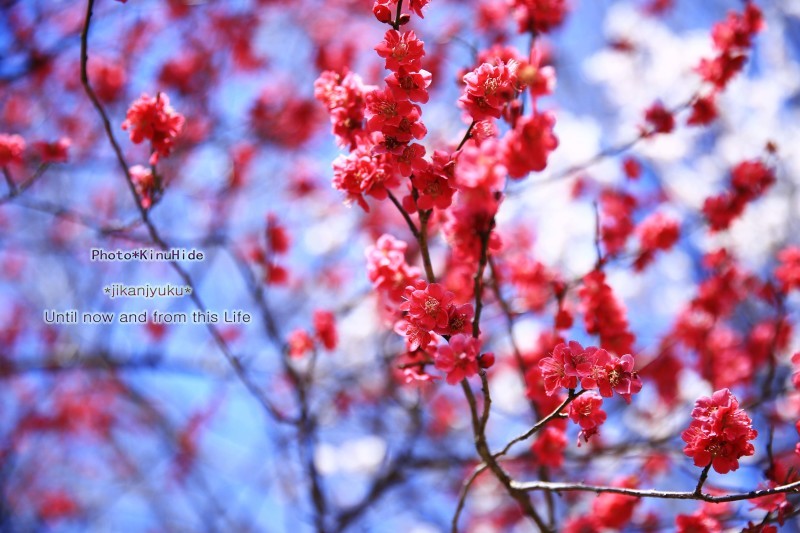 ........ 梅は咲いたし・・・桜はまだかいな_e0151944_02084796.jpg