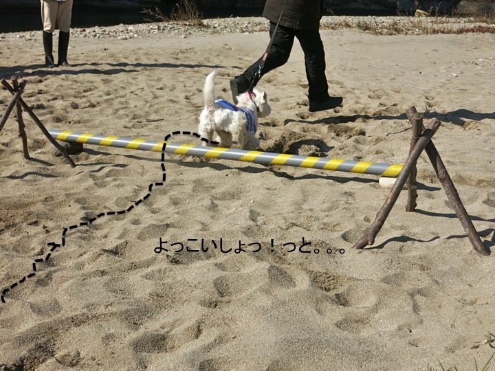 ポーちゃん、障害物競争の練習におじゃまです_c0260460_10201026.jpg