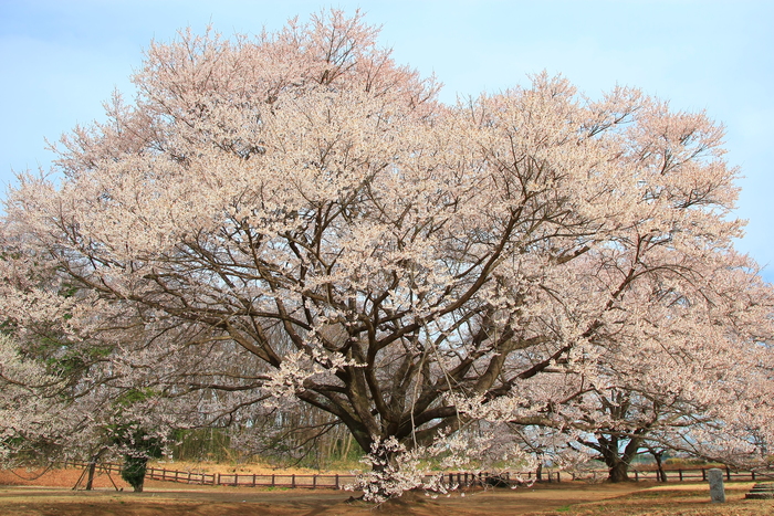 淡墨桜・・・（１９９１）_d0274760_22315859.jpg