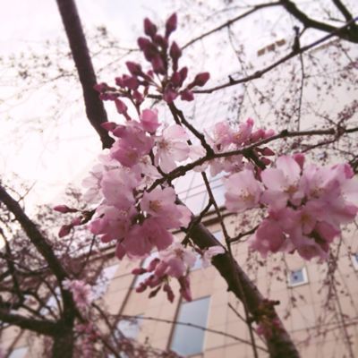 桜がいっぱい_b0064461_1445170.jpg