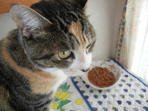 ’15,3,28(土)心ちゃんの朝ごはんと筍ご飯!_f0060461_9325358.jpg