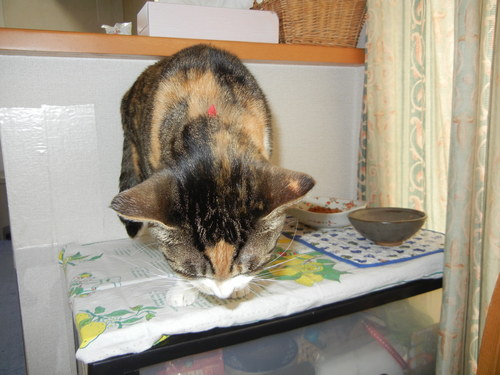 ’15,3,28(土)心ちゃんの朝ごはんと筍ご飯!_f0060461_9441195.jpg