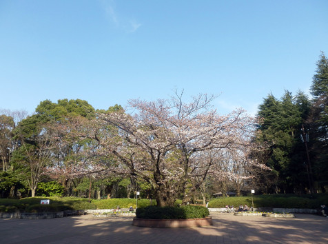 本日の引地台公園の様子_d0031562_21563520.jpg