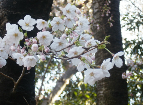 本日の引地台公園の様子_d0031562_2157594.jpg