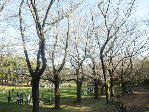 本日の引地台公園の様子_d0031562_21584662.jpg