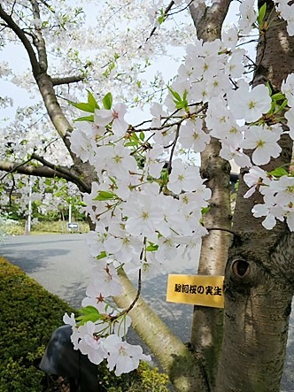 桜さんぽ国立劇場～日比谷～銀座_c0022164_22455425.jpg