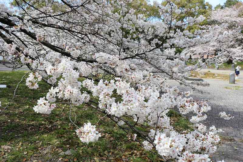 ひとり名古屋で桜祭り_c0134569_1636775.jpg