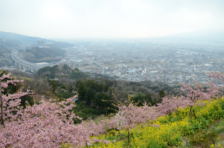 ちょっと早い桜_a0004070_22552575.jpg