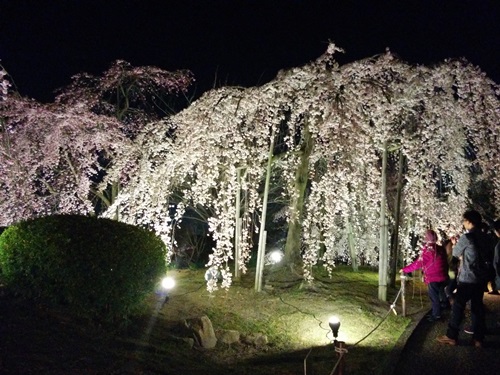 夜桜見物・・・_f0144970_205452.jpg