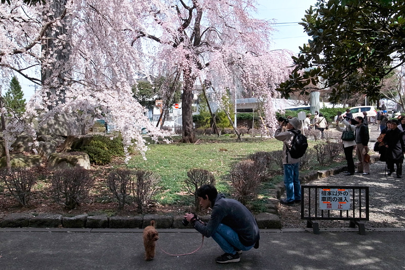 本日の桜 2015年3月28日_d0123571_2349913.jpg