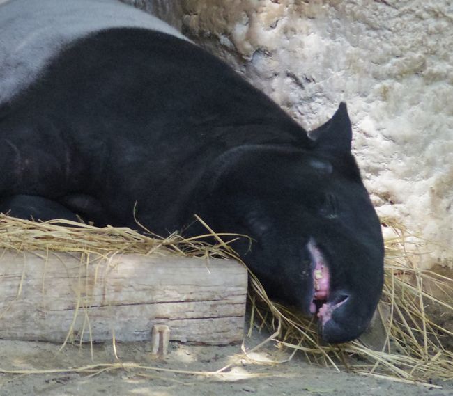 よこはま動物園ズーラシアふたたび_b0014576_05474082.jpg