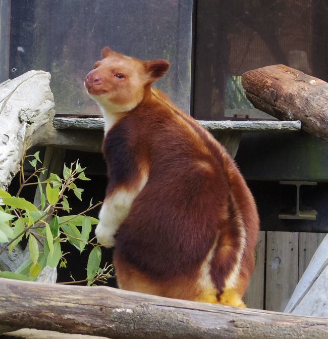 よこはま動物園ズーラシアふたたび_b0014576_06031271.jpg