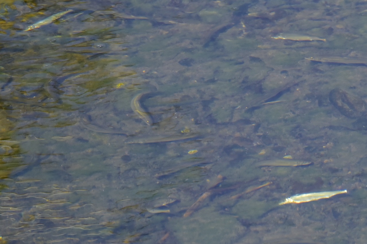 c0176183_2044546.jpg