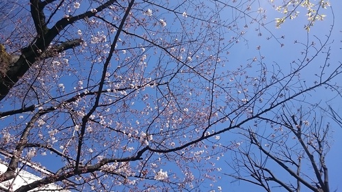 「春」_a0075684_0471849.jpg