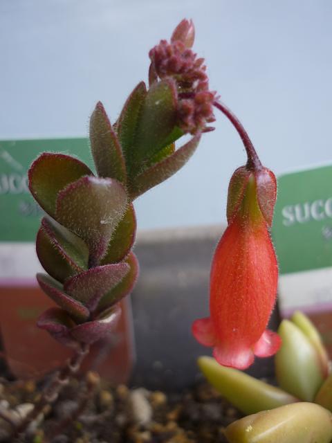 多肉植物 紅提灯 の花が咲きました 健気に育つ植物たち 多肉植物 紅提灯 の花が咲きました 健気に育つ植物たち